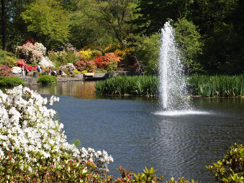 Photo Tour Portland S Crystal Springs Rhododendron Garden