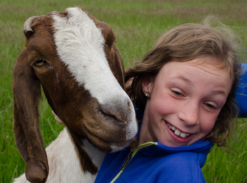 Friendly goat at Zaanse Schans