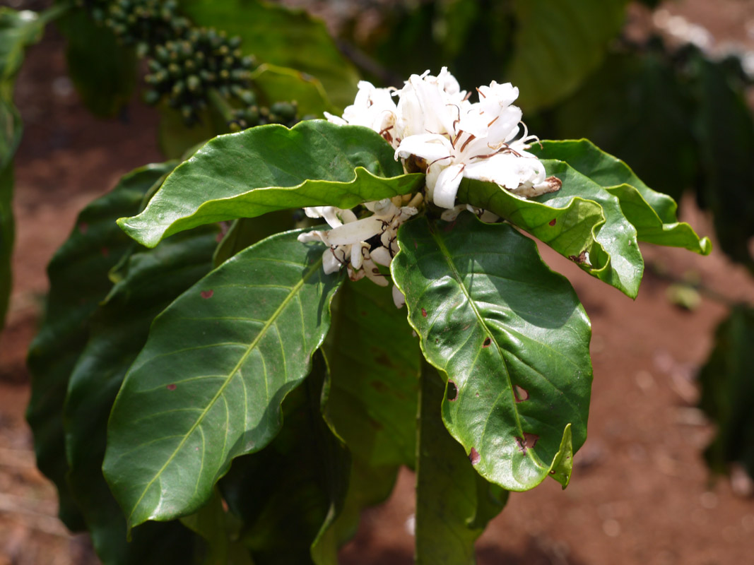 flower of the coffee tree