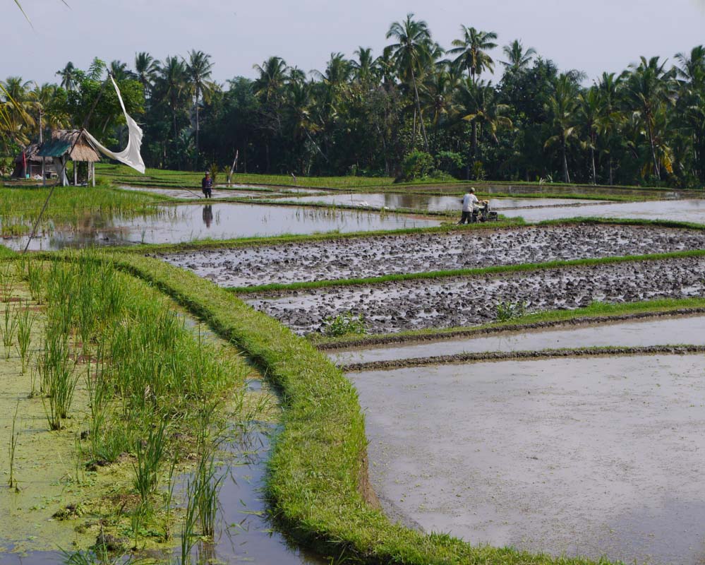 Rice fields of Ubud