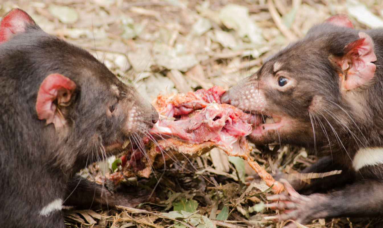 Tasmanian devils fighting over food