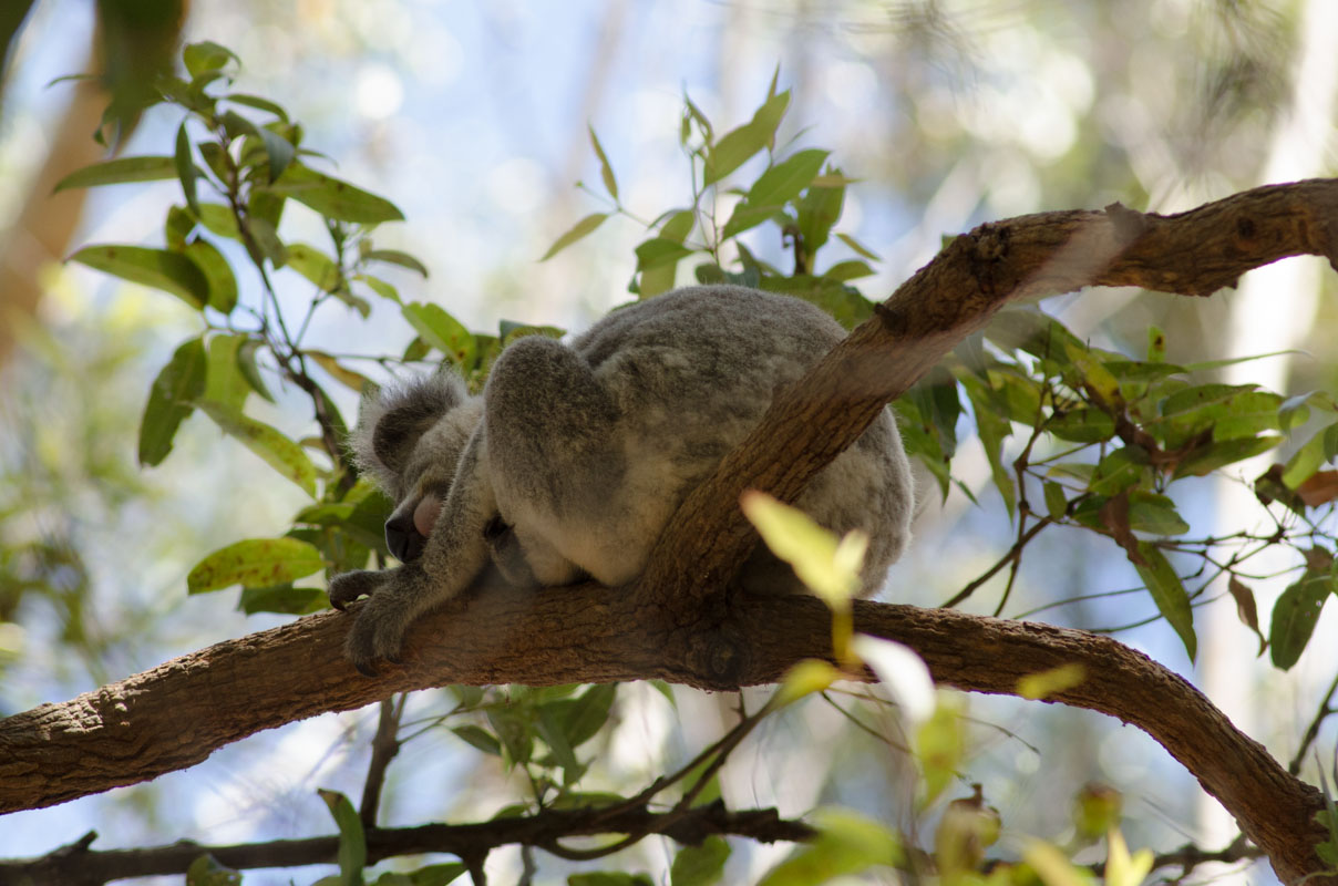 Sleeping juvenile Koala